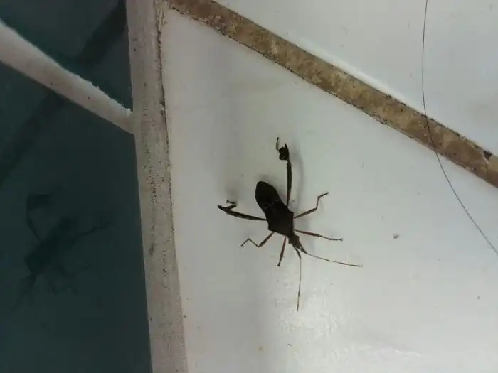 Inseto Que Parece Barbeiro Inseto Que Parece Barbeiro