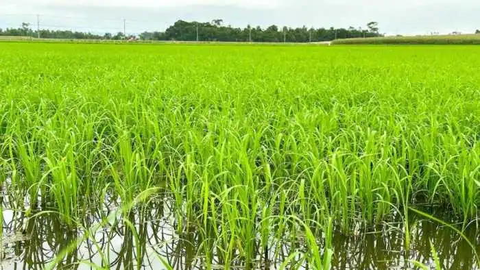 Previsão de altas temperaturas pode ser positiva para a rizicultura de ... Rizicultura Significado