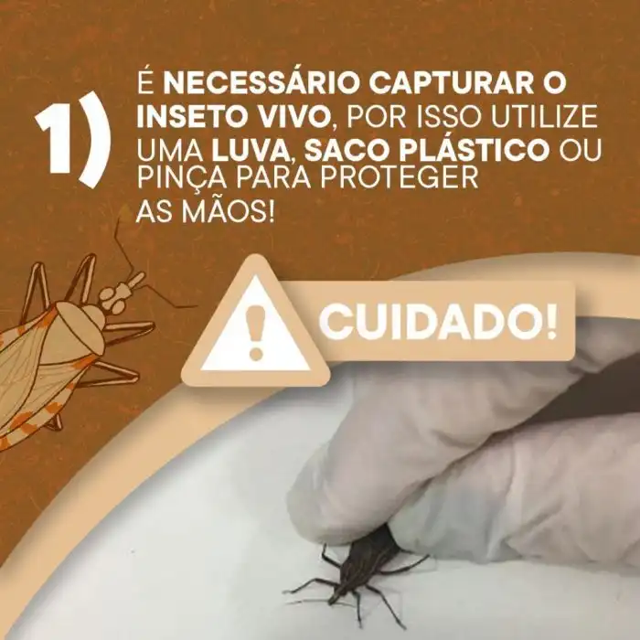 Saiba o que fazer se encontrar um inseto barbeiro na sua casa - Palavra ... Inseto Barbeiro Falso