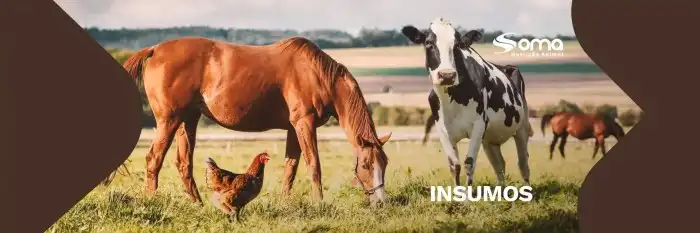 Soma Nutrição Animal - Conheça o nosso site! Soma Nutrição Animal - Conheça o nosso site!