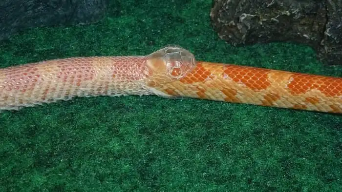 Pele De Cobra Imagens – Download Grátis no Freepik Truque Da Cobra Para Pele
