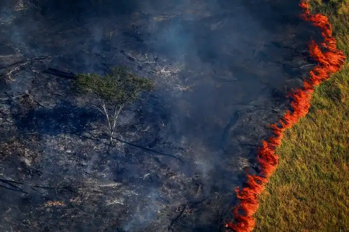 Um Impacto Ambiental Direto Causado Por Queimadas