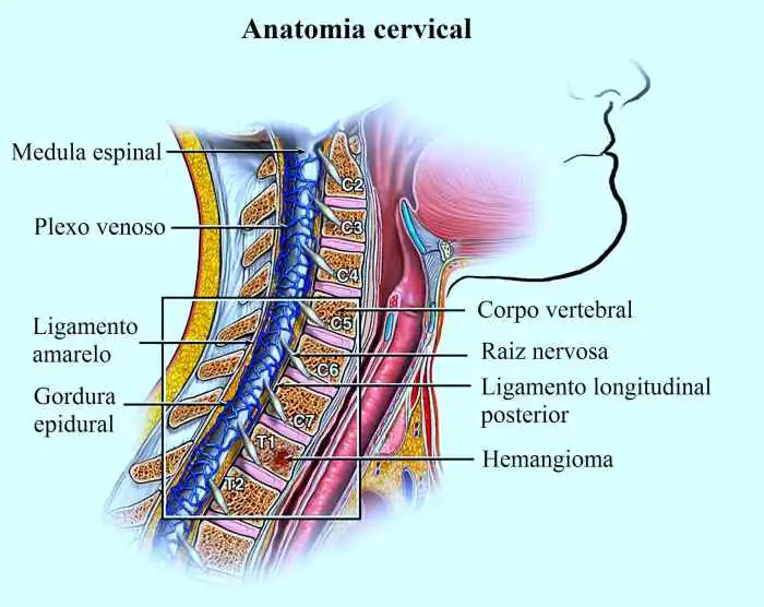 Coluna Cervical Dorsal E Lombar - FDPLEARN