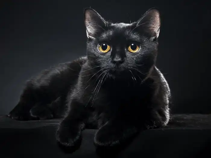 Gato preto: veja 3 motivos para adotar esse pet amoroso | Folha GO Gato preto: veja 3 motivos para adotar esse pet amoroso | Folha GO
