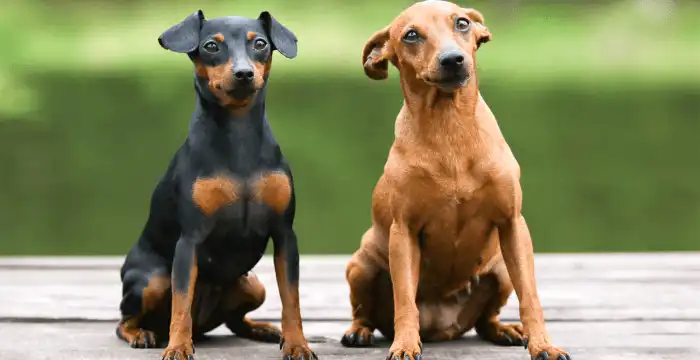 Pinscher Original