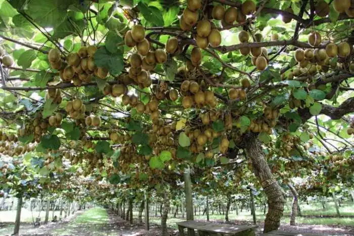 Kiwi kiwis vines pianta grape greenme seed kiwifruit piante groeit zo fruits sperimentazione ricerca moria piemonte jij wist vineyard resemble Kiwi kiwis vines pianta grape greenme seed kiwifruit piante groeit zo fruits sperimentazione ricerca moria piemonte jij wist vineyard resemble