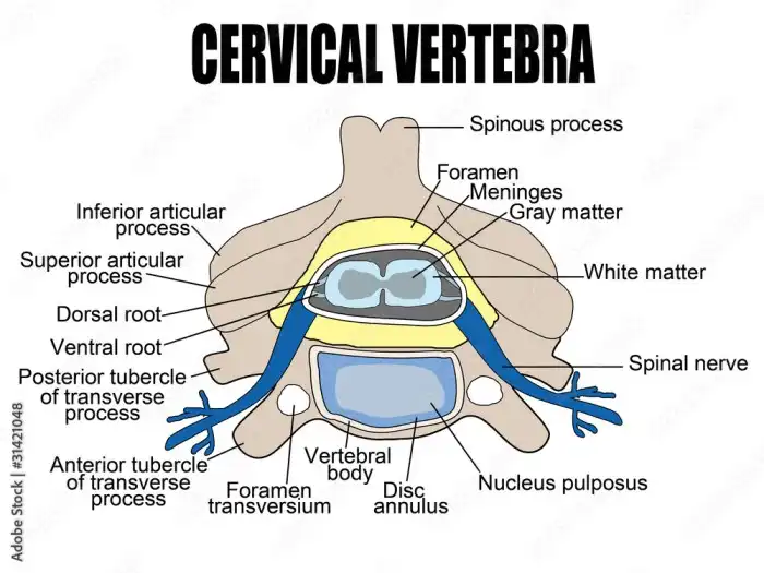 Vetor de Cervical vertebra do Stock | Adobe Stock
