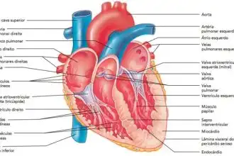 Sobre A Anatomia Interna Do Coração Analise As Afirmações