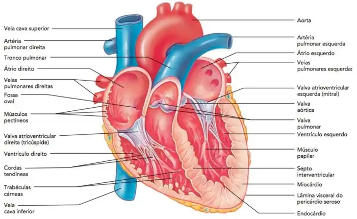 Sobre A Anatomia Interna Do Coração Analise As Afirmações