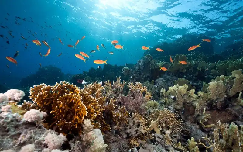 4 ways to take action to protect oceans and people