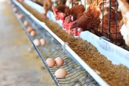 AUSTER NUTRIÇÃO ANIMAL INICIA CARREGAMENTO DE CAMINHÕES - Panorama de ...
