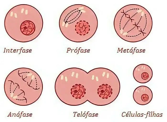 A Mitose É Dividida Em Quatro Fases Principais. A Fase Circulada Na Cor Vermelha Na Imagem É A