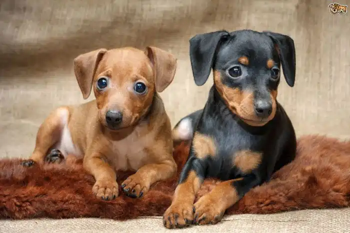 Magazine para cães - Raças de cães: Tudo sobre o Pinscher alemão
