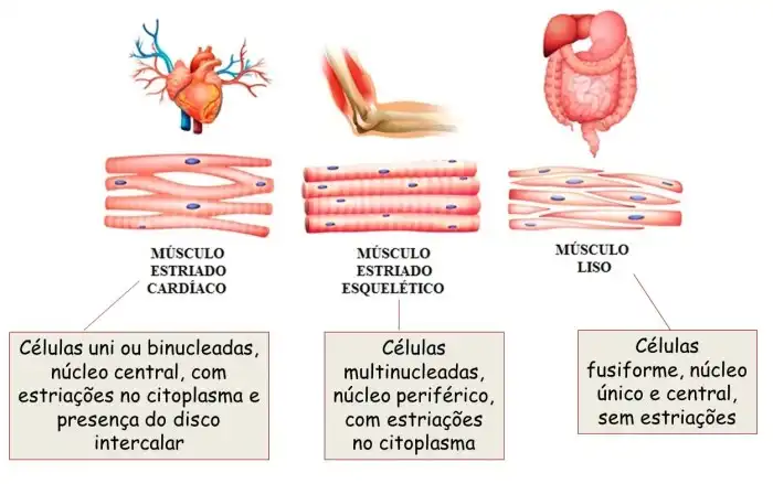 Tecido muscular - O que é, função, contrações, tipos, liso, estriado